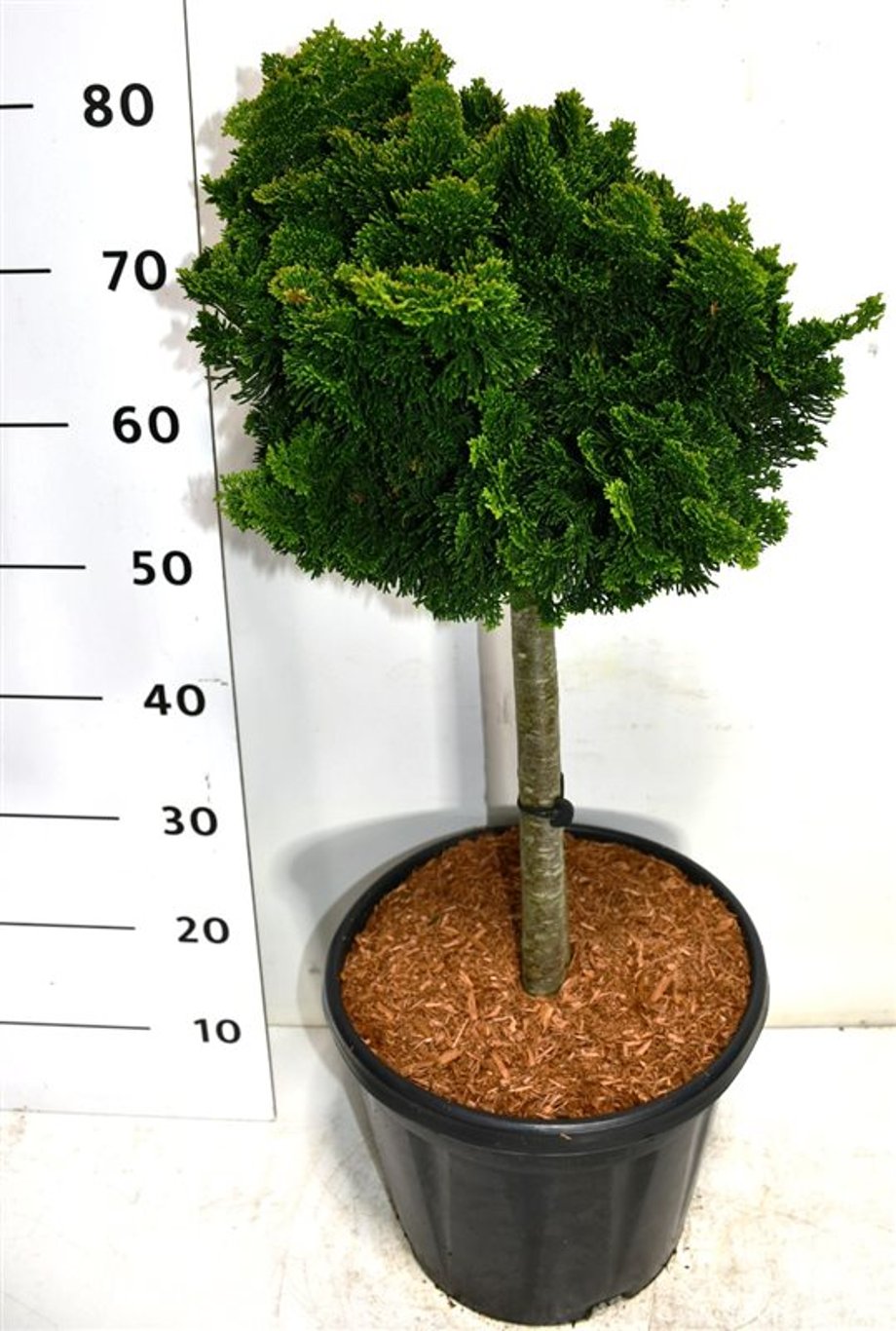 Chamaecyparis o. 'Nana Gracilis' - 40 CM Stem C12